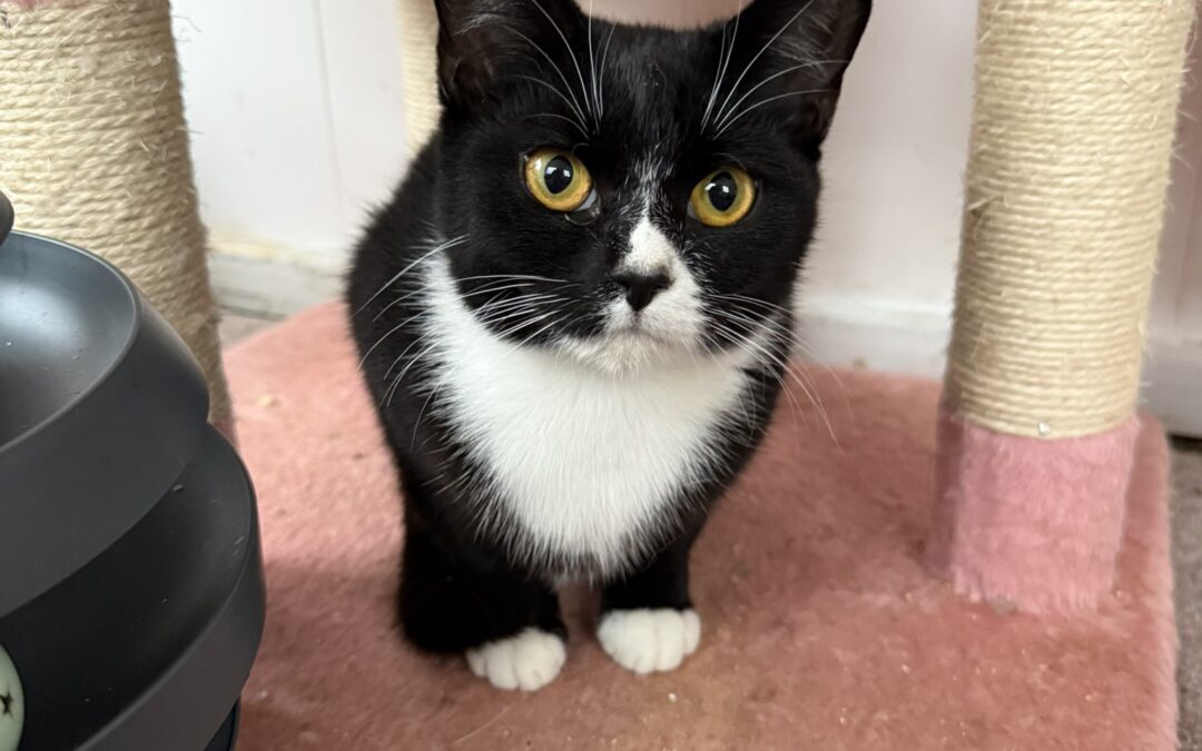 Cats - Betley Cat Rescue